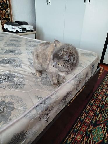 Ковры и паласы: Ковер Полиэстер — 9