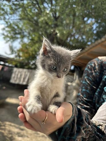котята пародистые: Отдаются даром котята, возраст — 1,5 месяца. Описание: - Окрас — 2