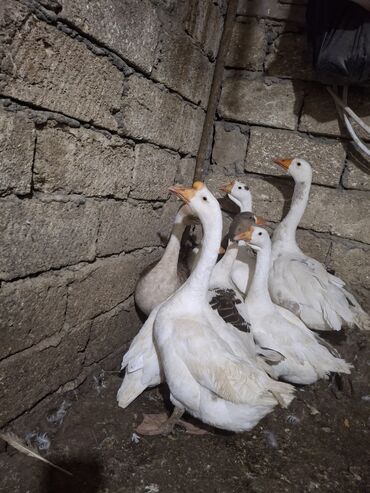 Qazlar: Erkək, Ətlik, Ünvandan götürmə — 9