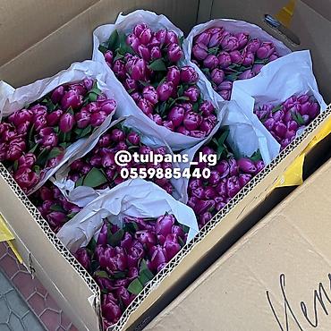 Цветы и букеты: СВЕЖИЕ тюльпаны к 8 Марта 🌷 Голландские луковицы 🇳🇱 | 40–50 см Опт и — 5