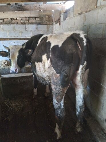 Другие животные: Продаю корова и бык стелная 8мес 1.5год бык прашу 320м