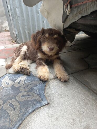 İtlər: 2 ay, Erkek, Peyvəndli, Ünvandan götürmə — 5