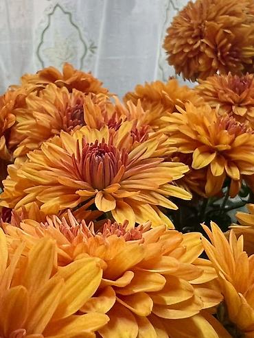 Размещение рекламы: В продаже комнатные цветы и многолетние садовые цветы. 1. Алое вера — 19