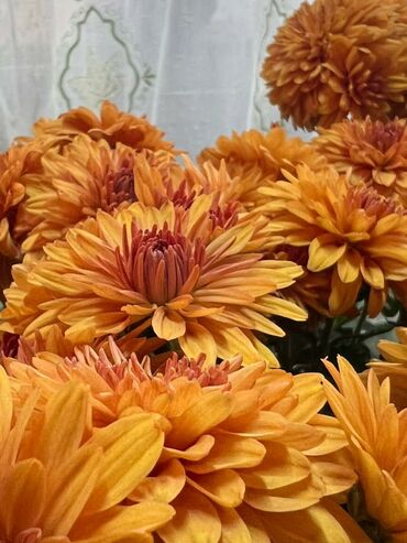 Хризантемы: Хризантема садовая, мультифлора (срезочные и посадочные материалы) - — 4