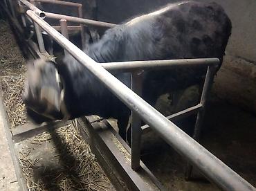 Коровы, быки: Продаю | Бык (самец) | Привязанные — 6