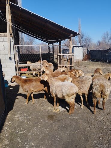 Бараны, овцы: Продаю | Ягненок | Арашан | Для разведения | Матка, Ярка