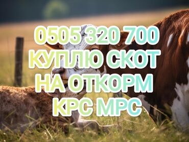 Куплю с/х животных: Куплю | Коровы, быки, Лошади, кони | На откорм, Откормленные