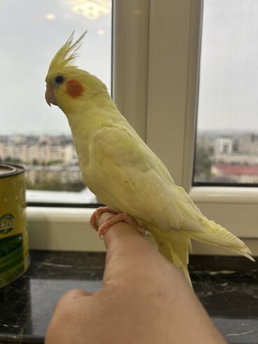 Tutuquşları: Erkək Korella papuqayı satılır Dekabrın 1-i doğulub Boz rəngi və — 18