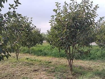 mingecevirde torpaq satisi: 350 sot, Kənd təsərrüfatı, Mülkiyyətçi, Kupça (Çıxarış) — 6