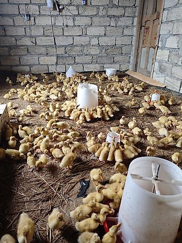 Ördəklər: Məhsul: Ördək balaları (cücələr) Təsvir: - Şəkillərdə böyük sayda — 1