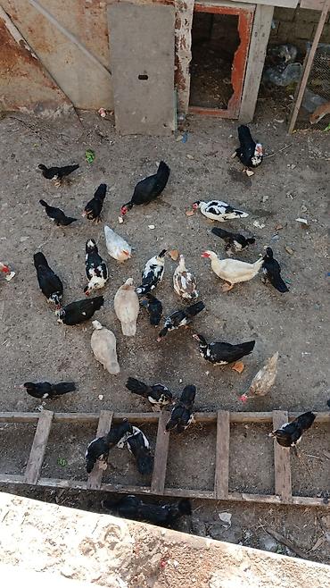 Muscovy ördəkləri – qarışıq rəng çeşidləri - Növlər: Muscovy (hind)