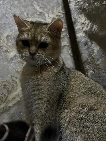 Кошки: Британская, Самец, Для вязки — 3