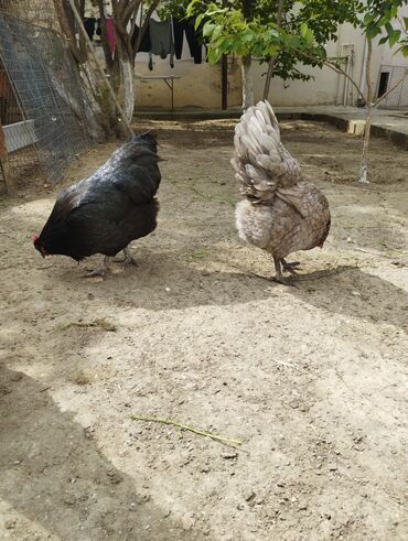 heyratı toyuğ: Toyuq, Australorp, Damazlıq, Ünvandan götürmə