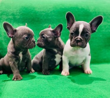 Psi: Štenci francuskog buldoga egzotične plave boje bez tigrine, veseli — 1