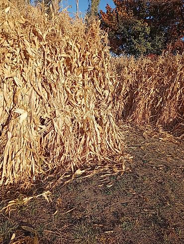 колоновидные яблоки: Сухие кукурузные стебли (corn stalks) для декора и хозяйственных нужд — 2