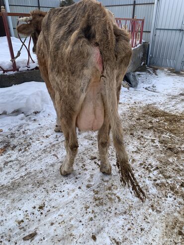 Коровы, быки: Продаю | Корова (самка) | Алатауская, Симментальская | На откорм, Для разведения, Для молока | После отела — 2