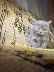 клетки для хомяков в баку: Британская, Самка