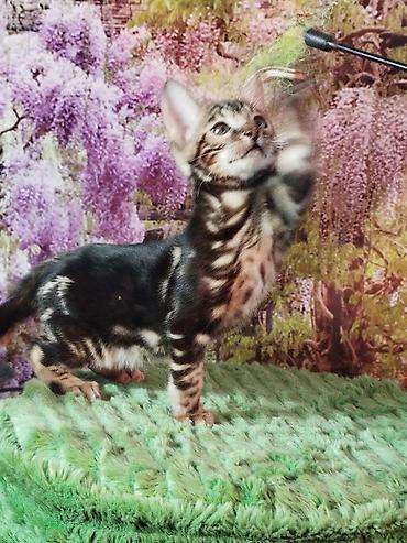 Продажа кошек: Бенгальская, 2 месяца, Мальчик, Черный, Приучена к лотку, Проглистована, С документами — 9
