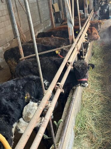 Коровы, быки: Продаю | Музоо, торпок | На откорм | Привязанные — 11