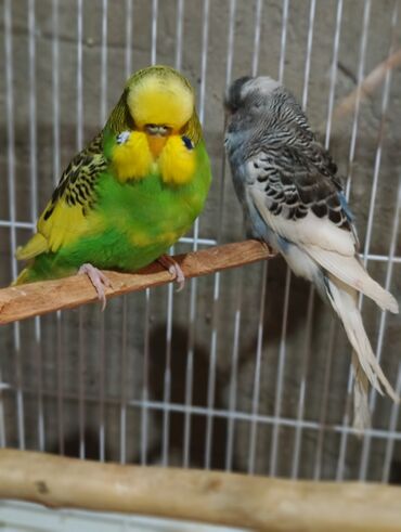 Tutuquşları: Salam 2ayliq çexlər və hazır çexlər satılır. Rəngləri çox gözəldi və — 2