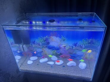 akvarium filter: Dekorasiya və aksesuarlar daxil olmaqla tam şüşə akvarium. Mavi fon