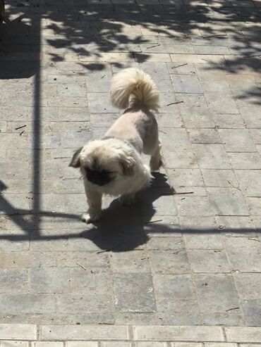 itlerin satisi 2021: Pekines, 2 il, Erkek, Cütləşmə üçün, Ünvandan götürmə