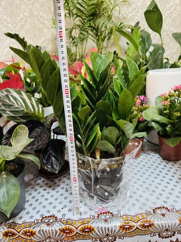 садовый дом: Замиокулькас (долларовое дерево) в декоративном прозрачном кашпо. -