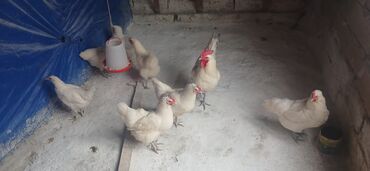 toyuq yumurta: Курица, Australop, Для яиц, Самовывоз, Бесплатная доставка, Платная доставка