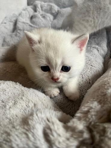 Pişiklər: Yaxşı əllərə — 4