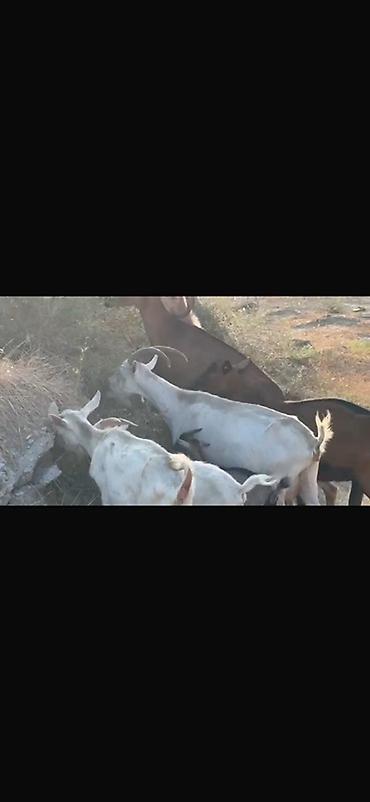 sane keci: Agribal alpin ober(H) sanen 3 ed ana oberhas 6 ed sanen 1 ed ana heleb — 9