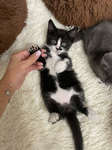 шотландская вислоухая кошка цена бишкек: 1 айлык, Эркек
