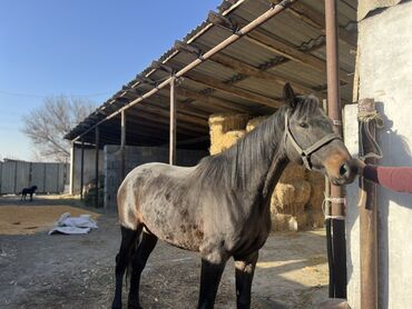 Лошади, кони: Продаю | Кобыла (самка) | Полукровка, Английская | Для разведения, Конный спорт | Племенные — 8