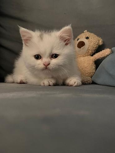 Кошки: Шотландская, Самка, В добрые руки, Самовывоз — 1