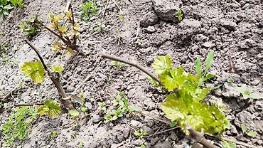 Виноград: Саженцы винограда. Пино, каберне, кишмыш, мцванни, ркацетелли — 11