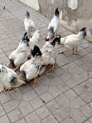 Xoruzlar: 10 ədəddir tam sağlam həyət heyvanlarıdi 8 ayligdilar diri çəkisi 2 — 5