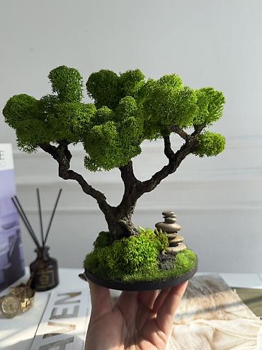 Декоративные цветы: Мини-дерево Бонсай из живого стабилизированного мха 🌿 ✅Цены указаны — 30