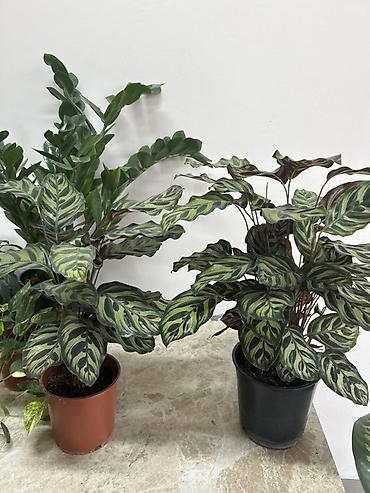 регулятор: Калатея (Calathea makoyana/«Павлиний лист») в горшке - — 3