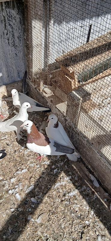 goyerçin: 16 eded tam saglam qusdu icinde 5 iran qusu 4 boynu gullu mayalar — 5
