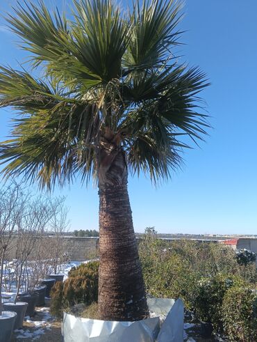 Torf: Aqaclarin satsi torf gubresde satışda var Baqlarin salınması -da lalafo.az — 12 Torf: Aqaclarin satsi torf gubresde satışda var Baqlarin salınması — 12