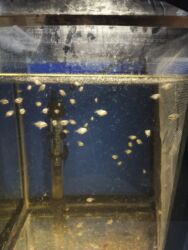 продажа птиц в баку: Рыба панда at lalafo.az продажа птиц в баку: Рыба панда