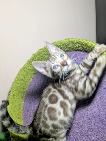 Продажа кошек: Бенгальская, 2 месяца, Мальчик, С документами, Приучена к лотку, Проглистована — 2