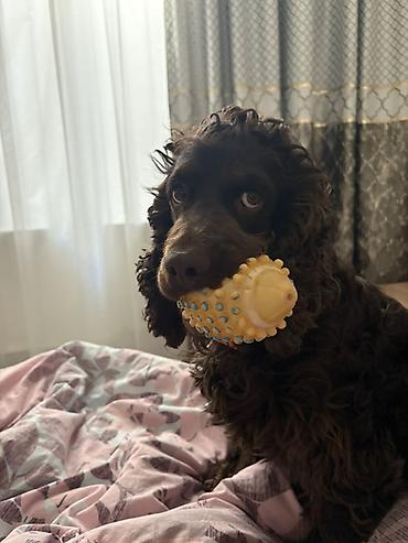 Başqa xidmətlər: Cocker spaniel Cütləşməyə dişi axtarırıq Unvan binə qəsəbəsi. Alex — 12