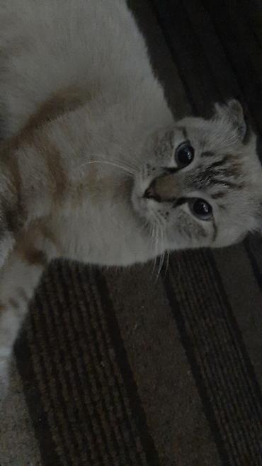 скотишь фолд: Кот с короткими загнутыми ушами и светлой шерстью с тигровыми — 1