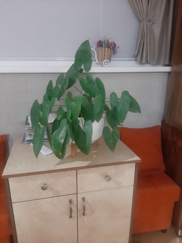 Другие комнатные растения: Комнатные растения в кашпо В продаже крупная коллекция — 1