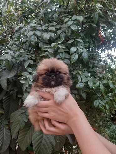 pekines ağ: Pekines, 2 ay, Erkek