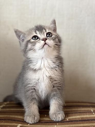Pişiklər: British tipli pişik balaları - Cins: British Shorthair (şəkillərdə — 5