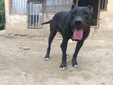 Digər heyvanlar: Pitbul, 9 ay