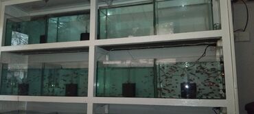 Akvariumlar: Dördbucaq akvarium, Balıqlarla birlikdə, 16 l, Ünvandan götürmə — 9