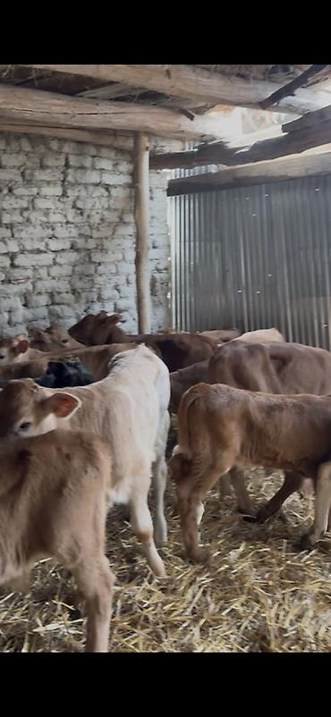 Dana, buzov: Satışda: dana balaları - Növ: yerli cins ətlik/südlük istiqamətə — 6