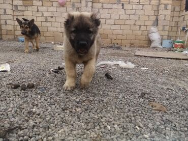 çubus it: Qurdbasar, 2 ay, Erkek